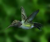 colibri