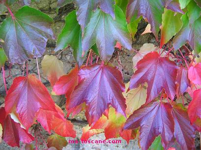 automne